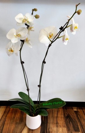 Phalaenopsis Orchids in ceramic pot.