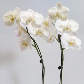 Phalaenopsis Orchids in ceramic pot.