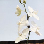 Phalaenopsis Orchid in ceramic pot.